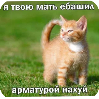 🐱 emoji Рил Telegram sticker 6 of 21