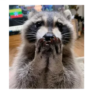 💚 emoji Cute Raccoon Telegram sticker 16 of 22
