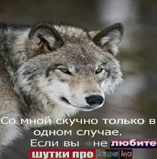 🐺 emoji Фо Хорни Волк любимый Telegram sticker 17 of 112