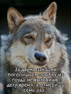 🐺 emoji Фо Хорни Волк любимый Telegram sticker 14 of 112