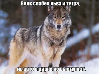 🐺 emoji Фо Хорни Волк любимый Telegram sticker 19 of 112