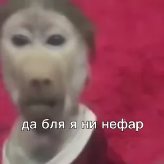 😒 emoji Бибизяний клуб :: @QstickBot Telegram sticker 14 of 27