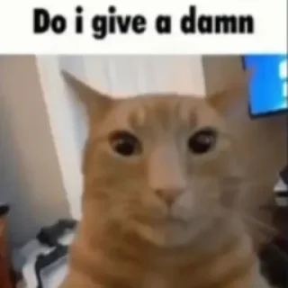 😐 emoji cats Telegram sticker 4 of 70