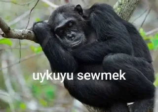 😴 emoji @Taabiefendim 🦍 Telegram sticker 9 of 26