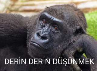 😐 emoji @Taabiefendim 🦍 Telegram sticker 2 of 26