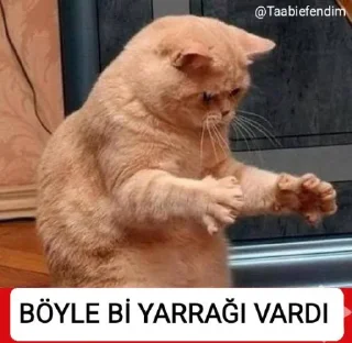 😂 emoji @Taabiefendim 😎 Telegram sticker 6 of 44
