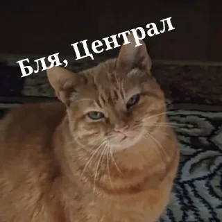 💾 emoji Ебаный котлин чат заставляет меня плакать Telegram sticker 9 of 11
