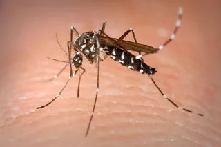 🦟 emoji Kamaras zyzi Telegram sticker 2 of 7
