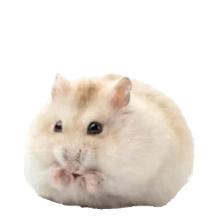 🐹 emoji Хомяки Telegram sticker 12 of 30