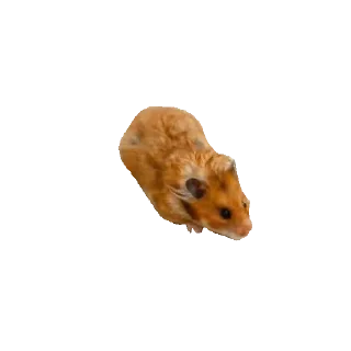 🐹 emoji Хомяки Telegram sticker 9 of 30