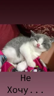 😒 emoji 😻Cat's_meow🐾 Telegram sticker 5 of 29