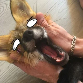 💦 emoji Лисий рай 🦊 Telegram sticker 22 of 47