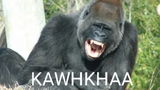 😂 emoji @Taabiefendim 🦍 Telegram sticker 1 of 26