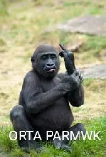 🖕 emoji @Taabiefendim 🦍 Telegram sticker 7 of 26