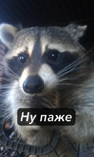 🥺 emoji Raccoons Telegram sticker 21 of 69