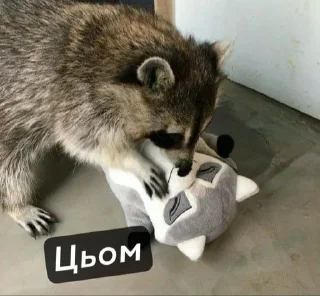 💋 emoji Raccoons Telegram sticker 10 of 69