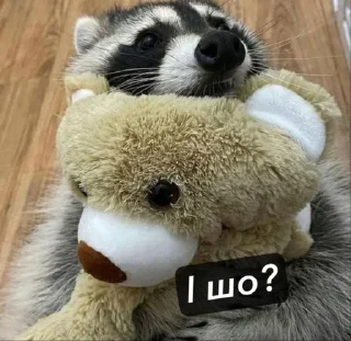 🌟 emoji Raccoons Telegram sticker 6 of 69