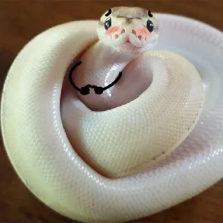 💥 emoji @SameOldShit | Animals Telegram sticker 9 of 120