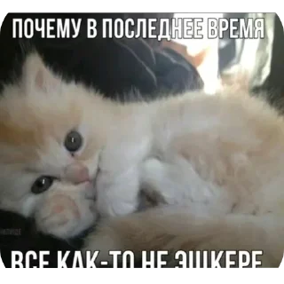 🐱 emoji Рил Telegram sticker 12 of 21
