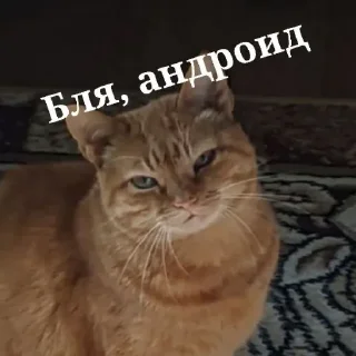 ⚰ emoji Ебаный котлин чат заставляет меня плакать Telegram sticker 11 of 11