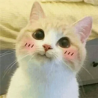 😍 emoji meow meow Telegram sticker 9 of 108