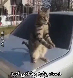 👏 emoji @slp_dokhtari | سلپ ۵ Telegram sticker 13 of 35