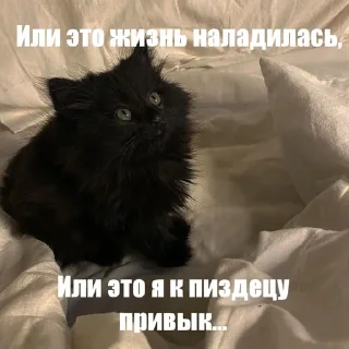 🫢 emoji Котики!! Telegram sticker 16 of 27