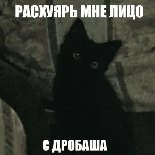 🔫 emoji Котики!! Telegram sticker 23 of 27