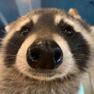 🌟 emoji Пеніс кабаніщя Telegram sticker 16 of 27