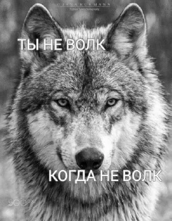 🐺 emoji Фо Хорни Волк любимый Telegram sticker 10 of 112
