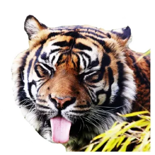 😜 emoji Maero's Tigers Telegram sticker 11 of 82