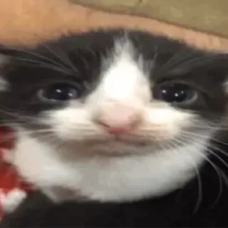 😮 emoji няняня Telegram sticker 15 of 108