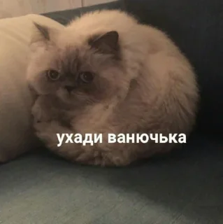 🥺 emoji Галя в сердце краш Telegram sticker 5 of 31