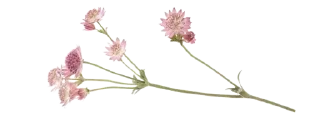 🌸 emoji ୨୧┈┈°☆♡☆° ┈┈୨୧ @gods_fave Telegram sticker 13 of 20