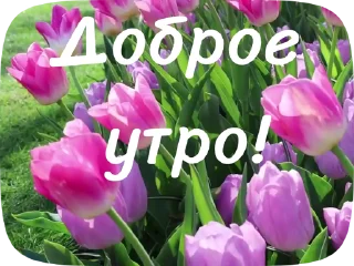 😂 emoji PRIVET_M_1 Telegram sticker 18 of 19