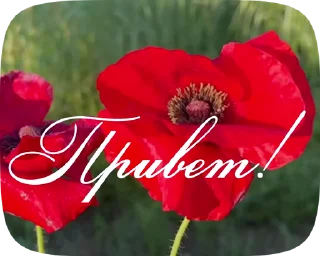 😂 emoji PRIVET_M_1 Telegram sticker 15 of 19