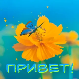 Sticker from PRIVET_M_1