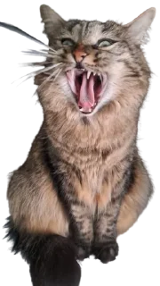 🤬 emoji Chupa Telegram sticker 7 of 35