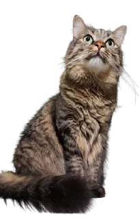 🙄 emoji Chupa Telegram sticker 17 of 35