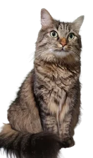 🤨 emoji Chupa Telegram sticker 16 of 35
