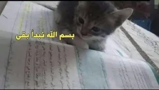 📖 emoji (cats&dogs)BASHAR.MO! Telegram sticker 6 of 56