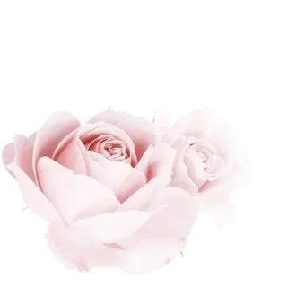 🌸 emoji 𝅷 𝅷ָ   ᰍᰰ   ֺㅤ𑂘᪲cִar֗a᮫hᩛidaꨭㅤ ִ ֺ  ˖ㅤ @Valelliyㅤ  ᭡ Telegram sticker 9 of 120