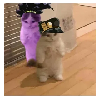 🐱 emoji KAWAI BALUGA ( TOMEKI) Telegram sticker 8 of 23