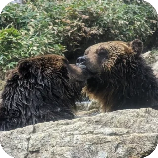 Sticker from Silly silly bears