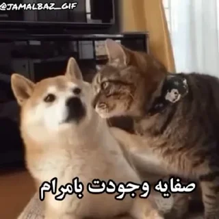 🤝 emoji @slp_dokhtari | سلپ ۶ Telegram sticker 22 of 33