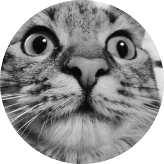 Sticker from Chupa