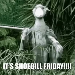 🕺 emoji shoebill @vkuwa Telegram sticker 13 of 19