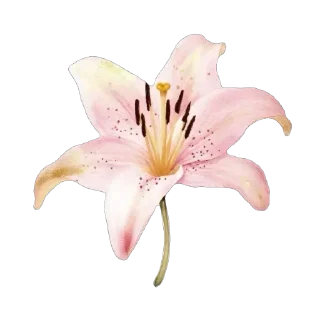 🫥 emoji ୨୧┈┈°☆♡☆° ┈┈୨୧ @gods_fave Telegram sticker 14 of 20