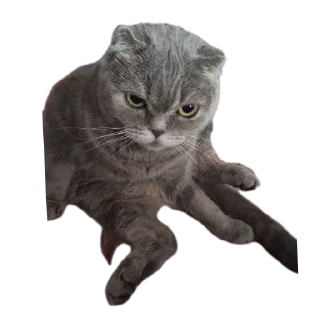 🐱 emoji Теона у смартфона Telegram sticker 5 of 14