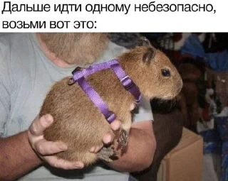 🌟 emoji Капибары :: @IbremMiner837 Telegram sticker 21 of 26